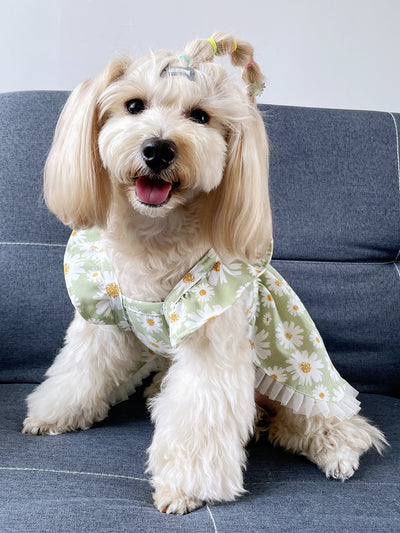 Beautiful Bloom Pet Dress - Enhance Your Furry Friend's Wardrobe!