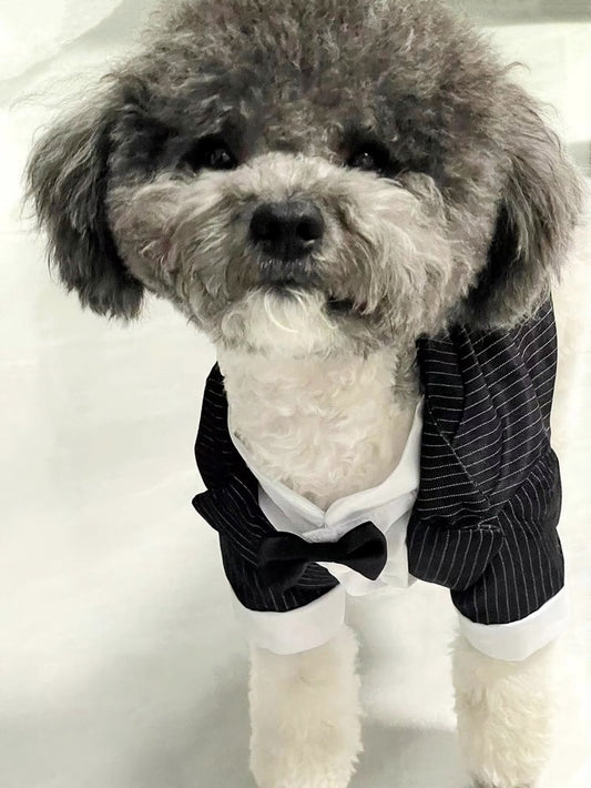 Stripe Patterned Pet Tuxedo: The Perfect Outfit for Wedding and Parties