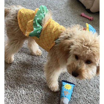 Pineapple Pup Paradise: Fun Dog Swimwear for Summer