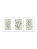 Set of three sage green botanical line art canvas prints