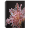 Lily Flower, Glasses Petal, Fragile Lily, Wonderful Lily Blossom Canvas