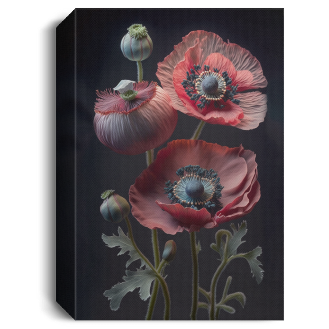 Fruit Punch Poppies In The Garden, Poppies In The Black Background, Red Flowers